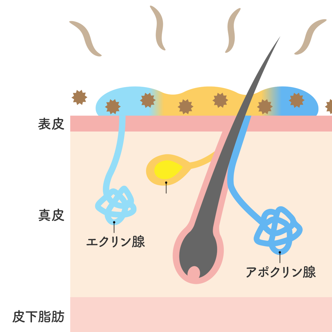 ワキガのイラスト