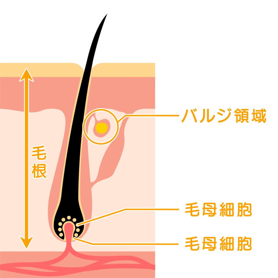 毛根のイメージ画